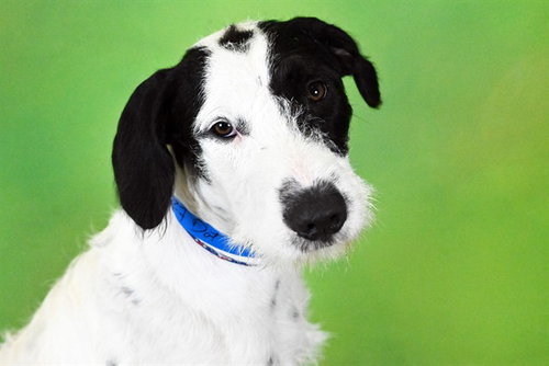 DOT, a dog for adoption from Humane Society of Broward County