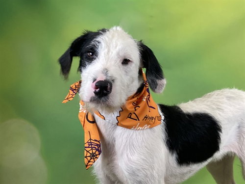 LUCAS, a dog for adoption from Humane Society of Broward County