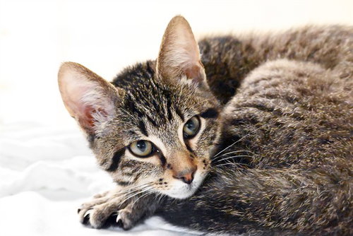 MIGUEL, a cat for adoption from Humane Society of Broward County