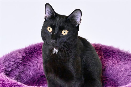 ELIZABETHA, a cat for adoption from Humane Society of Broward County