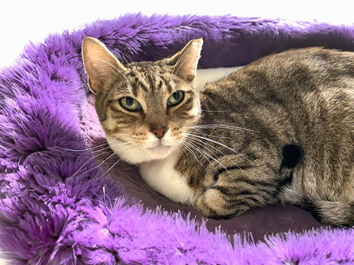 LOLITA, a cat for adoption from Humane Society of Broward County