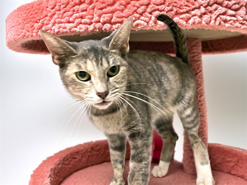 AMORA, a cat for adoption from Humane Society of Broward County