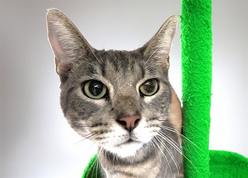 SHREK, a cat for adoption from Humane Society of Broward County