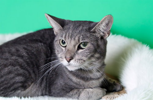 Shrek, Domestic Short Hair (medium coat)