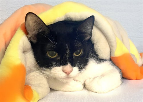 AURORA, a cat for adoption from Humane Society of Broward County
