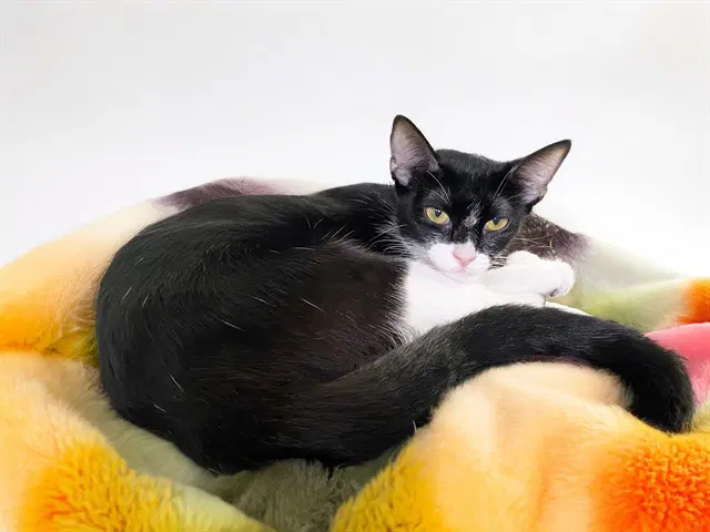 Aurora - Domestic Short Hair