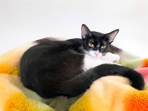 Aurora, Domestic Short Hair (medium coat)