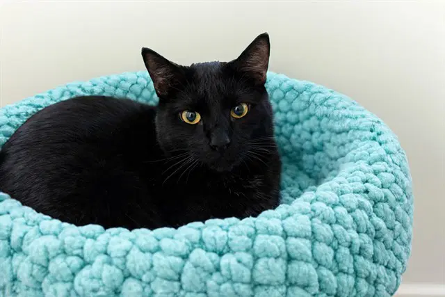Roman - Domestic Short Hair