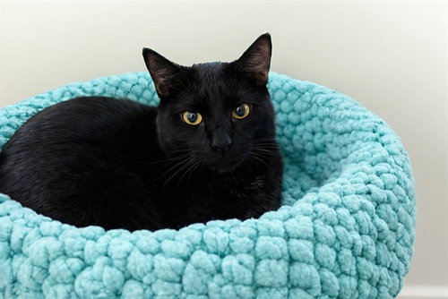 ROMAN, a cat for adoption from Humane Society of Broward County