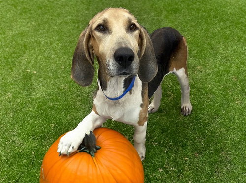 RINGO, a dog for adoption from Humane Society of Broward County