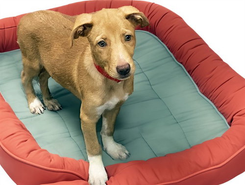 JESSIE, a dog for adoption from Humane Society of Broward County