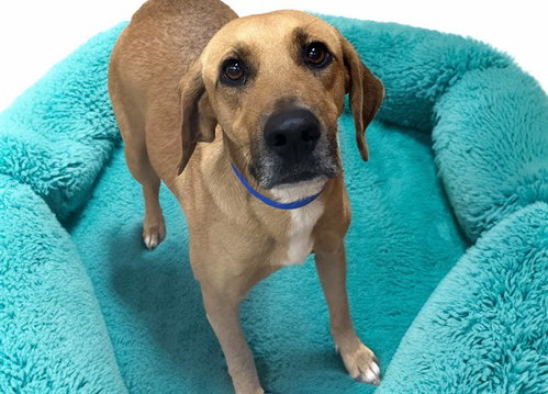 TOBY, a dog for adoption from Humane Society of Broward County