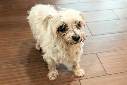 STRAY NOT AVAILABLE, a dog for adoption from Humane Society of Broward County