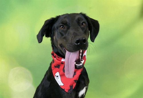 LUCY, a dog for adoption from Humane Society of Broward County