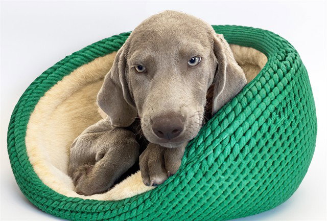 Bali, Weimaraner