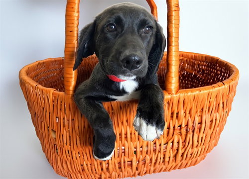 BETH, a dog for adoption from Humane Society of Broward County