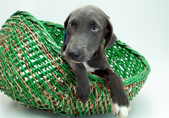 Bennie, Weimaraner