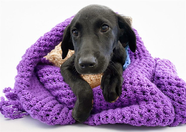 Bessie, Weimaraner