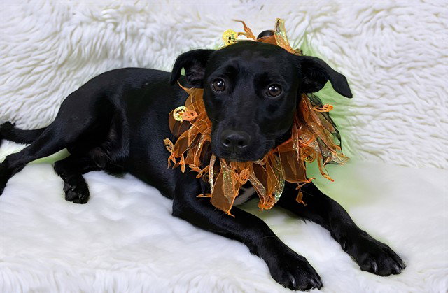 Bandit, Labrador Retriever