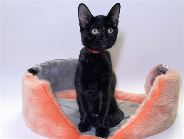Saeris, Domestic Short Hair