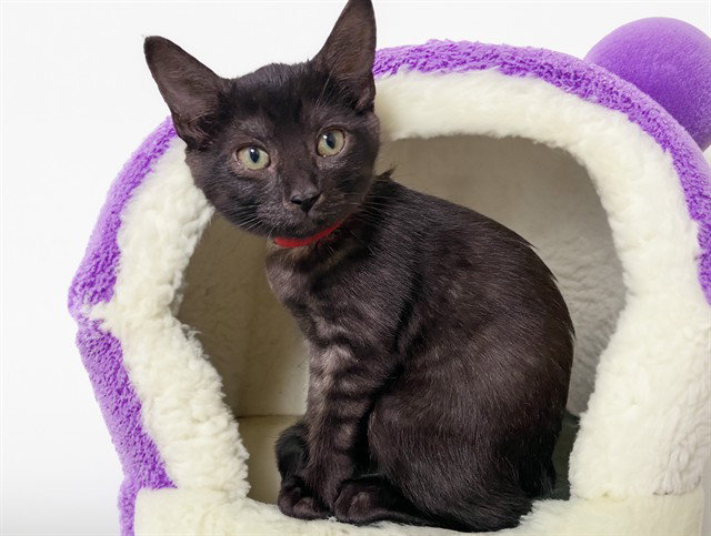 Raven, Domestic Short Hair