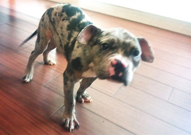 Stray Not Available, American Bulldog