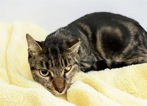 SUNDAY, a cat for adoption from Humane Society of Broward County