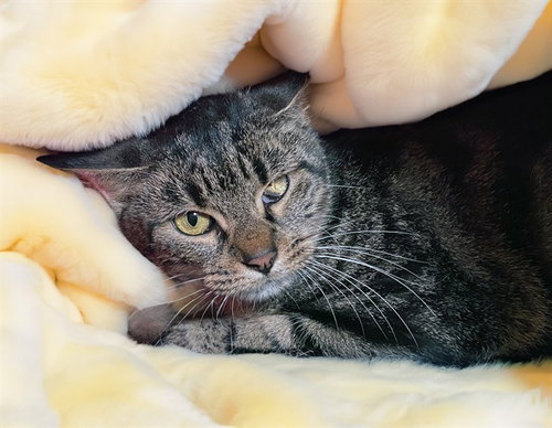 Sunday, Domestic Short Hair / Mixed (medium coat)