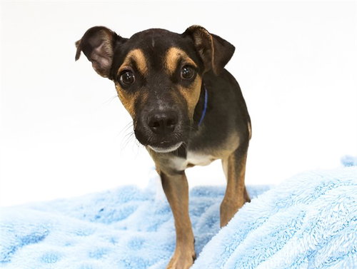 SNOOP, a dog for adoption from Humane Society of Broward County