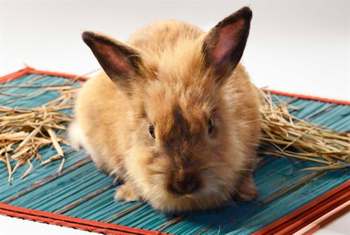 TRUFFLES, a rabbit for adoption from Humane Society of Broward County