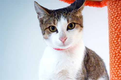 CHIMICHANGA, a cat for adoption from Humane Society of Broward County