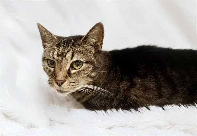 Babie - Domestic Short Hair