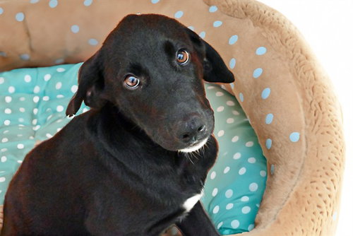 BILLY, a dog for adoption from Humane Society of Broward County