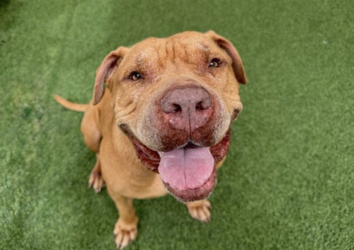 CREME, a dog for adoption from Humane Society of Broward County
