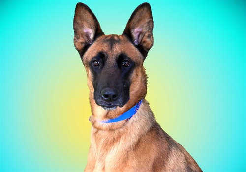 MAX, a dog for adoption from Humane Society of Broward County