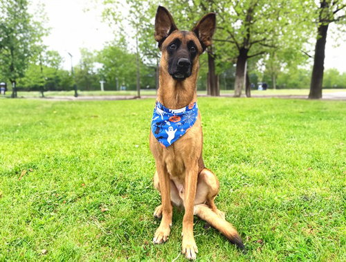 Max, Belgian Shepherd Malinois / Mixed (medium coat)