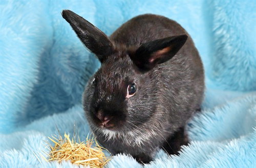 JETBLUE, a rabbit for adoption from Humane Society of Broward County