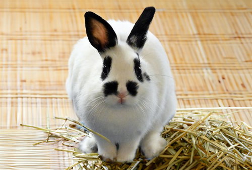 SPIRIT, a rabbit for adoption from Humane Society of Broward County