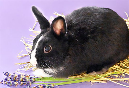 DELTA, a rabbit for adoption from Humane Society of Broward County
