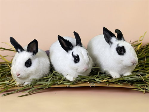 Breeze, Shorthaired Rabbit (medium coat)