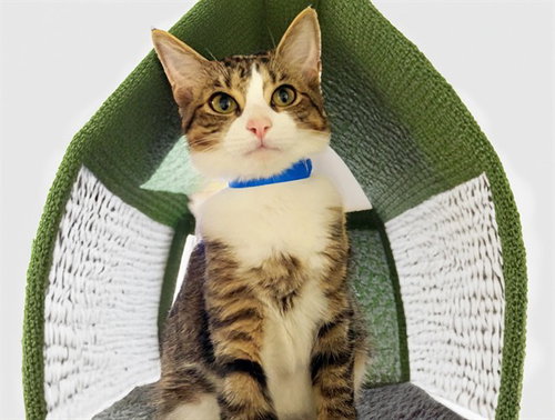 STORMY, a cat for adoption from Humane Society of Broward County