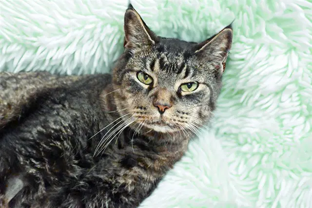 Bright Eyez - Domestic Short Hair