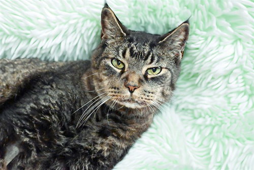 BRIGHT EYEZ, a cat for adoption from Humane Society of Broward County
