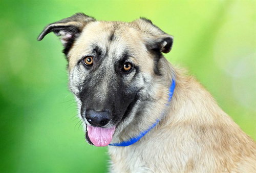 THORNTON, a dog for adoption from Humane Society of Broward County
