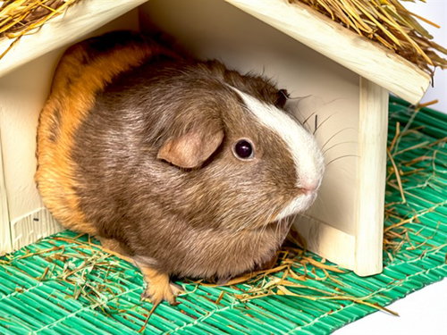 STARLIGHT, a guinea pig for adoption from Humane Society of Broward County