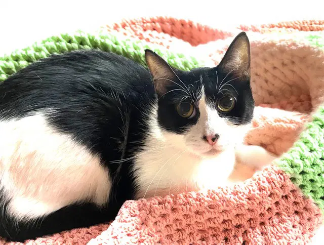 Marine - Domestic Short Hair