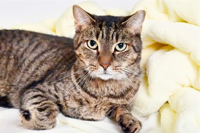 Puffball - Domestic Short Hair