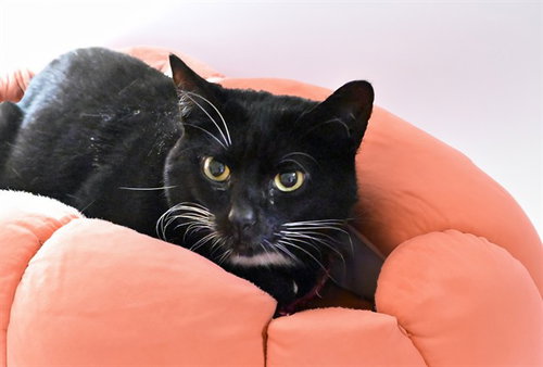 LU, a cat for adoption from Humane Society of Broward County