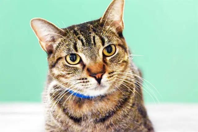 Rupert - Domestic Short Hair