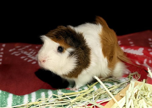 GMAIL, a guinea pig for adoption from Humane Society of Broward County